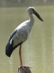 Open-billed-Stork.JPG (77 KB)